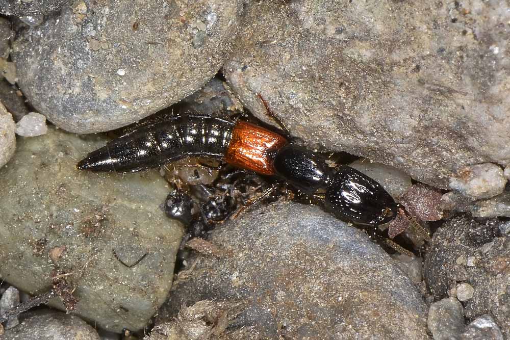 Staphylinidae: Gauropterus fulgidus